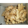 New Crop Chinese Fresh Ginger in 2015 with High Quality